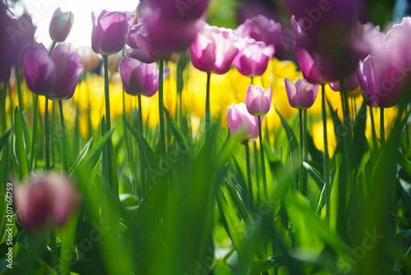 Obraz Flowers in Botanic garden