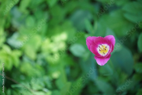 Obraz Flowers in Botanic garden