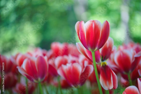 Obraz Flowers in Botanic garden