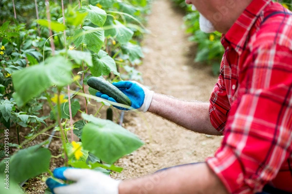 Obraz Farm fresh veggies