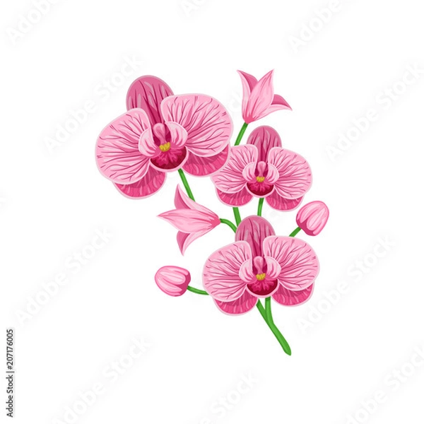 Obraz Gałąź wektorowa różowej orchidei phalaenopsis izolowana na białym tle.