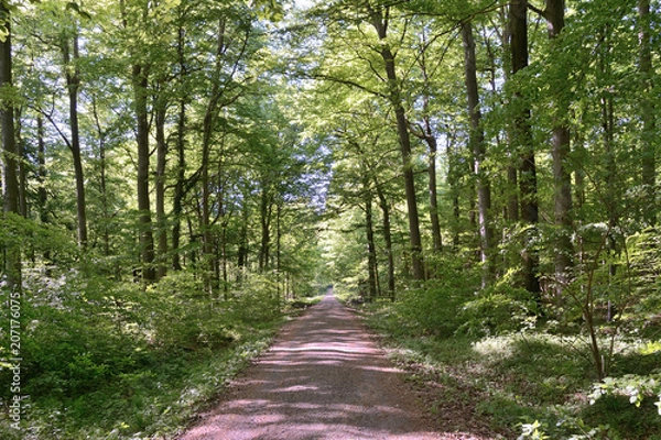 Obraz Waldweg sonnendurchflutet