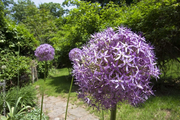 Fototapeta Spring flowers