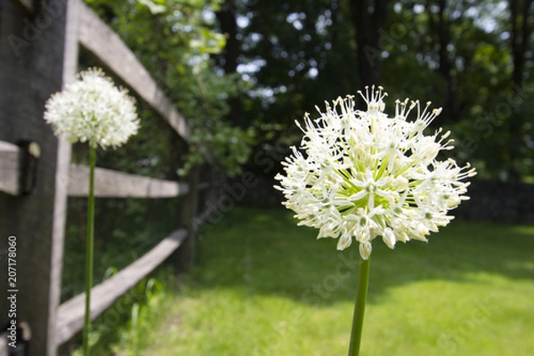 Fototapeta Spring flowers