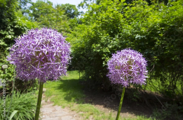 Fototapeta Spring flowers