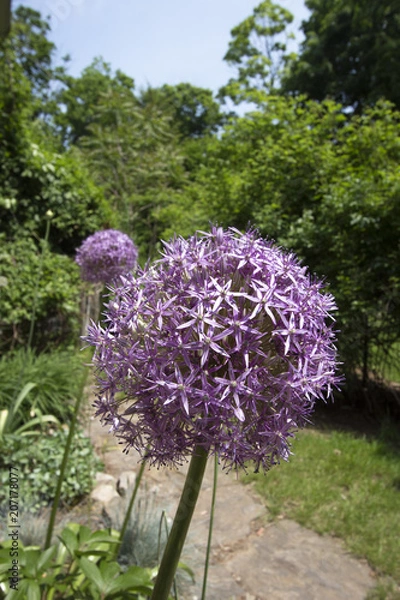 Fototapeta Spring flowers