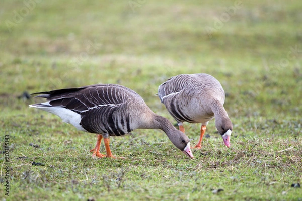 Fototapeta Greater white-fronted goose (Anser albifrons) in its natural habitat