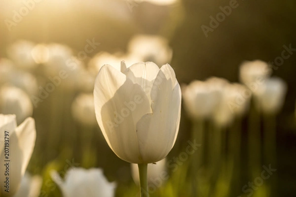 Obraz White Tulips