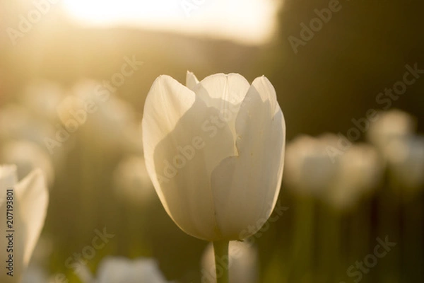 Obraz White Tulips
