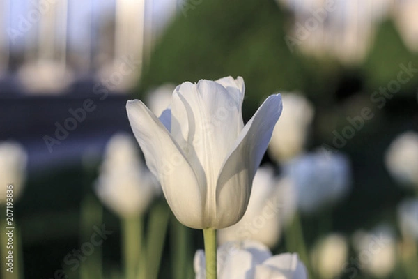 Obraz White Tulips