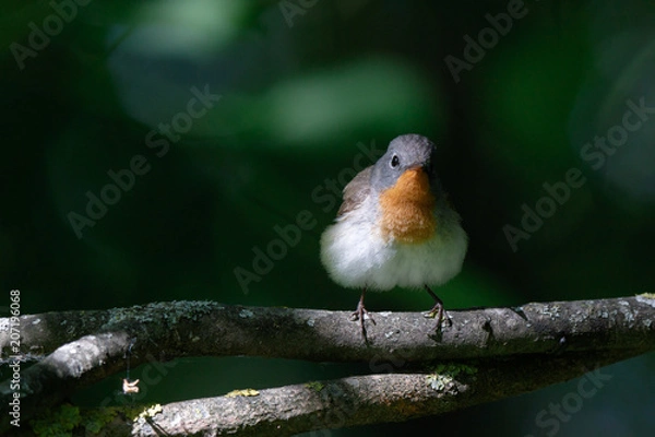 Obraz Red-breasted Flycatcher (Ficedula parva).