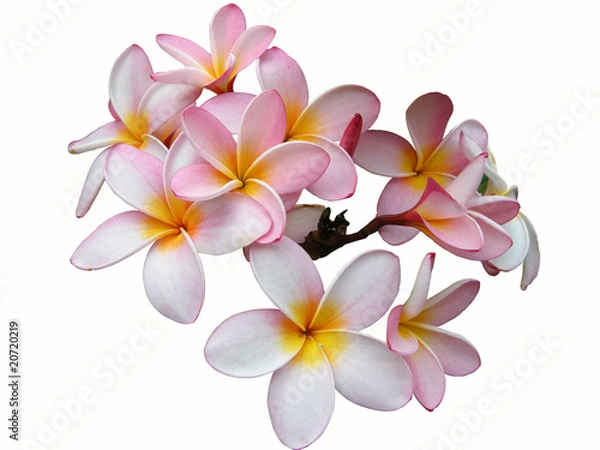 Obraz Frangipani vor weißem Hintergrund
