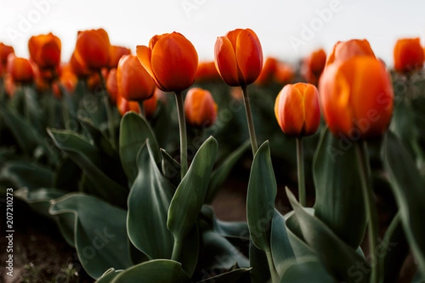 Fototapeta Red Tulips