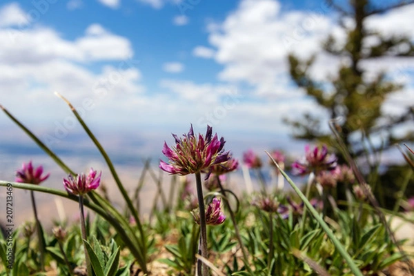 Fototapeta Mountain flowers 
