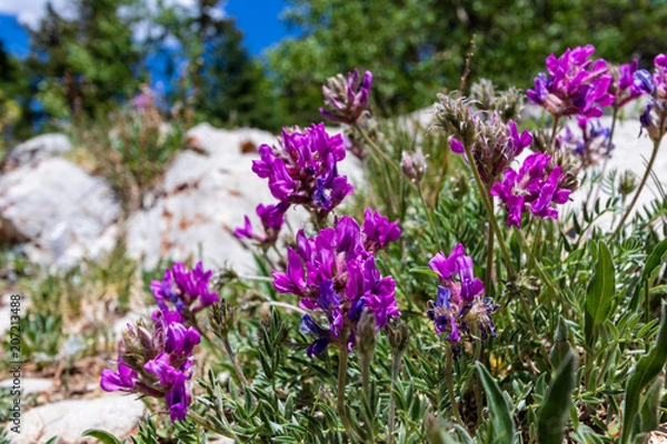 Obraz Purple flowers