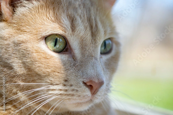 Obraz Close Up Buff Tabby Cat in Window
