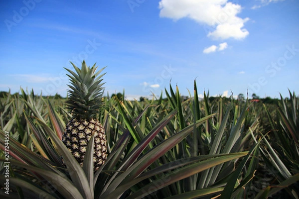 Obraz ananas rolniczy na tle światła słonecznego