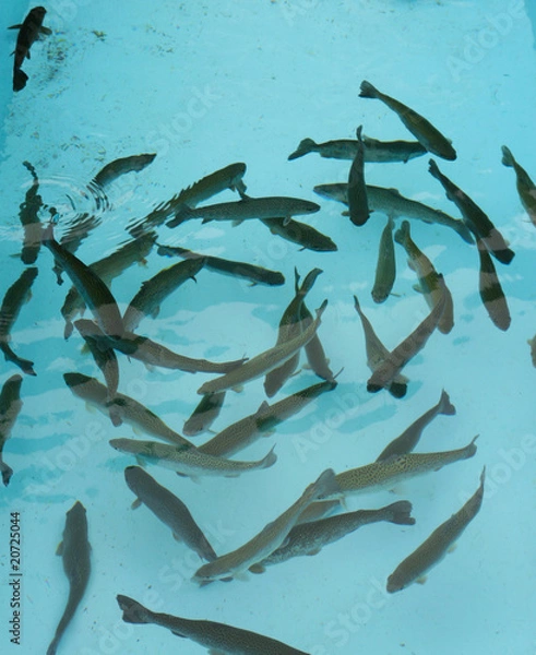 Fototapeta trouts farm