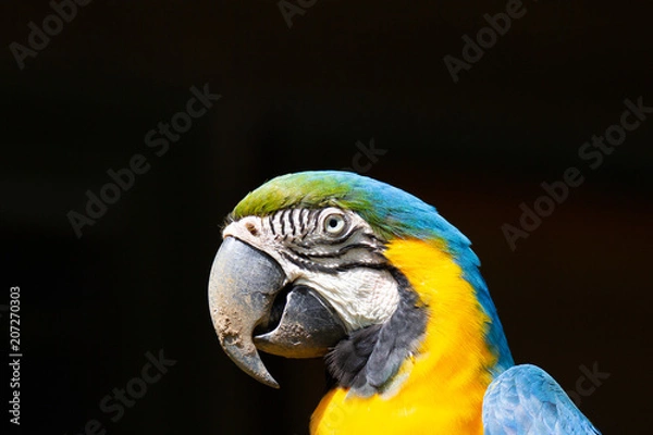 Fototapeta コンゴウインコ