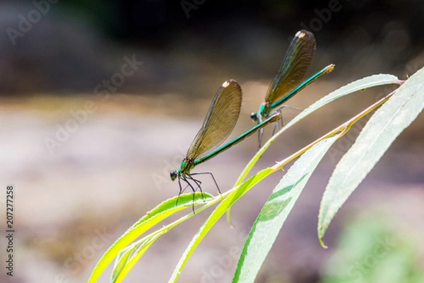 Obraz Pair of green dragonflies
