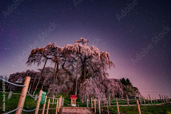 Obraz Millennium Cherry Blossoms