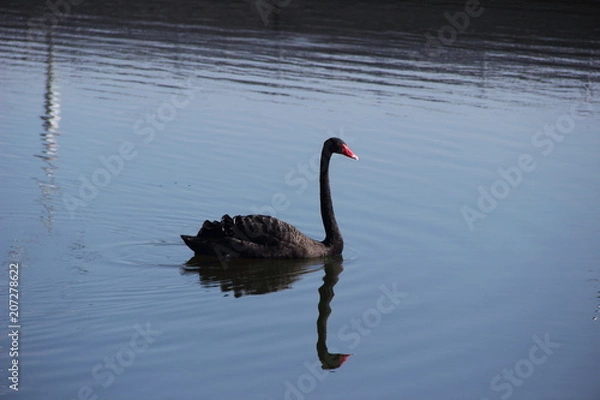 Fototapeta black Swan
