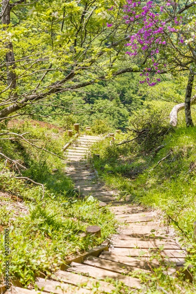 Fototapeta 新緑の登山道