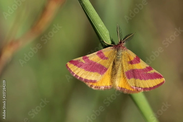 Fototapeta Ampfer-Purpurspanner / Lythria cruentaria / Männchen