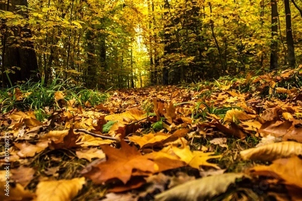 Fototapeta Wald im Herbst 