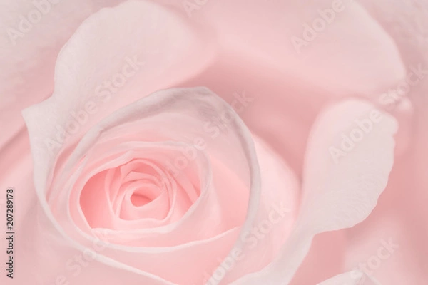 Obraz Liebliche rosa Rose