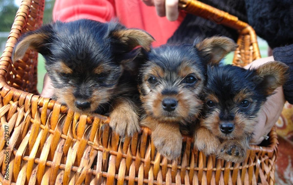 Obraz yorkie pups...