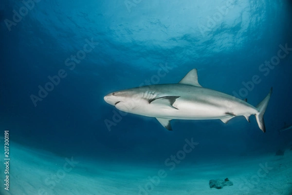 Fototapeta Caribbean reef shark