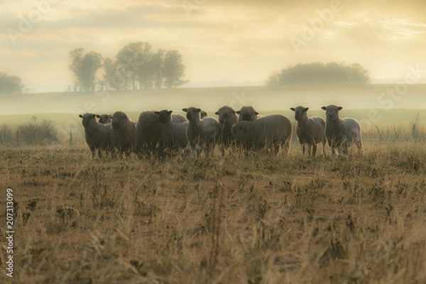 Obraz rebaño de ovejas
