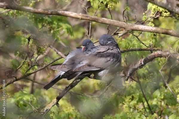 Obraz Birds in spring, Lithuania.