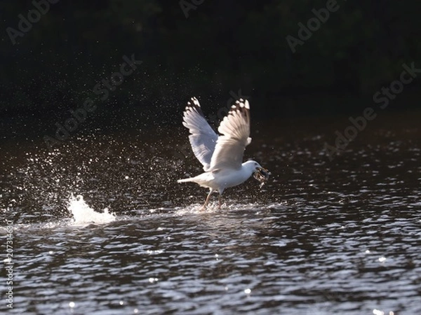 Obraz Birds in spring, Lithuania.