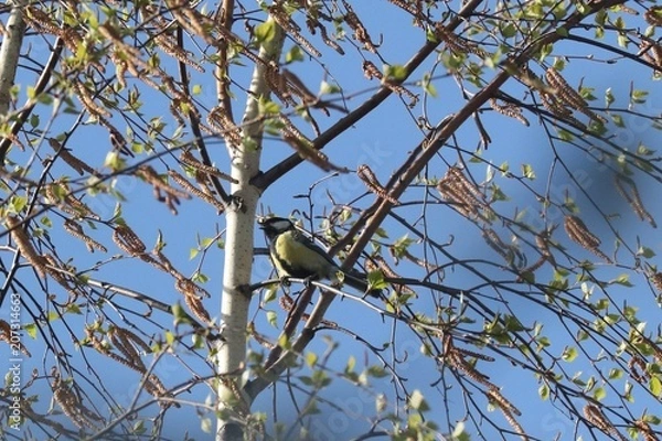 Obraz Birds in spring, Lithuania. Great tit