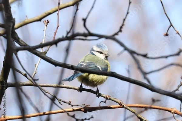 Obraz Birds in spring, Lithuania. Eurasian blue tit