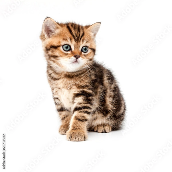 Fototapeta British short hair kitten.