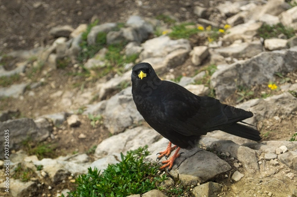 Obraz Bergdohle sitzend auf steinigen Terrain