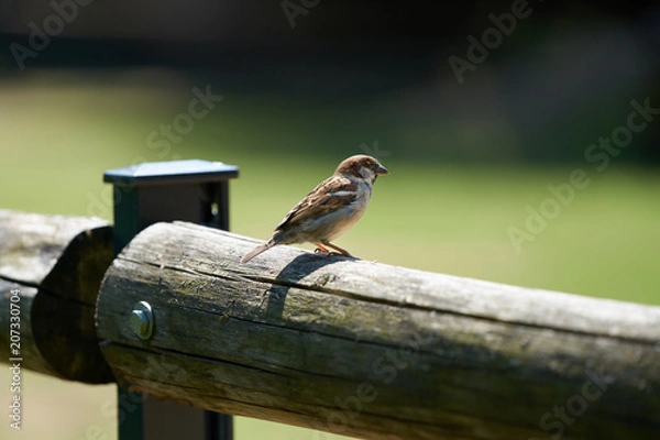 Obraz Small sparrow sitting on fence on sunny day