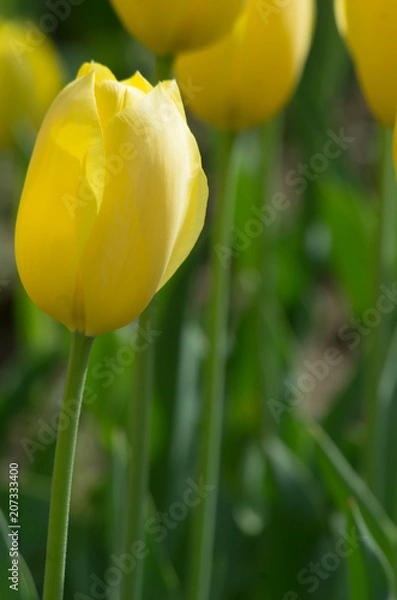 Fototapeta チューリップ　黄色