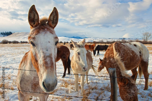 Obraz Montana Winter