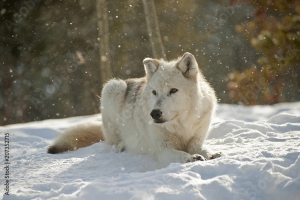 Obraz Wolves Yellowstone NP