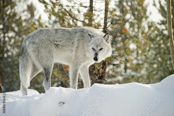 Obraz Wolves Yellowstone NP