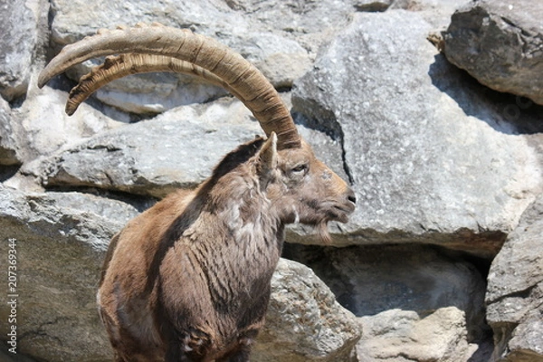 Obraz Profil eines Steinbocks