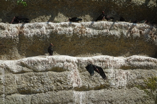 Obraz Fliegender Start