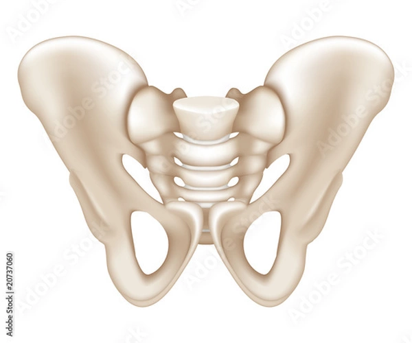 Fototapeta Pelvis