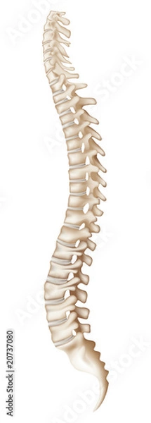 Fototapeta Spine