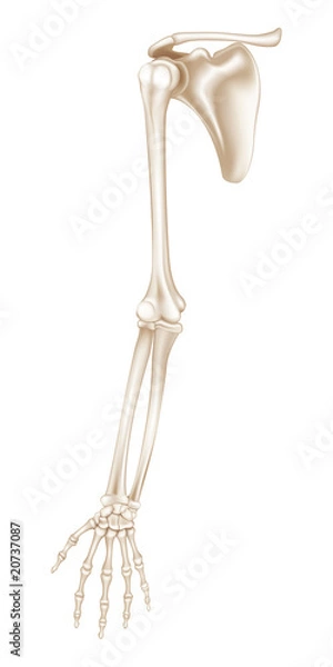 Fototapeta Upper Extremity