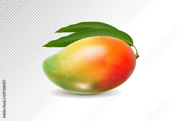 Fototapeta 3D realistic orange red green mango on transparent background, mesh vector illustration.